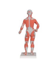 Modello di figura umana con muscoli, 1/3 in due parti - 3B Smart Anatomy