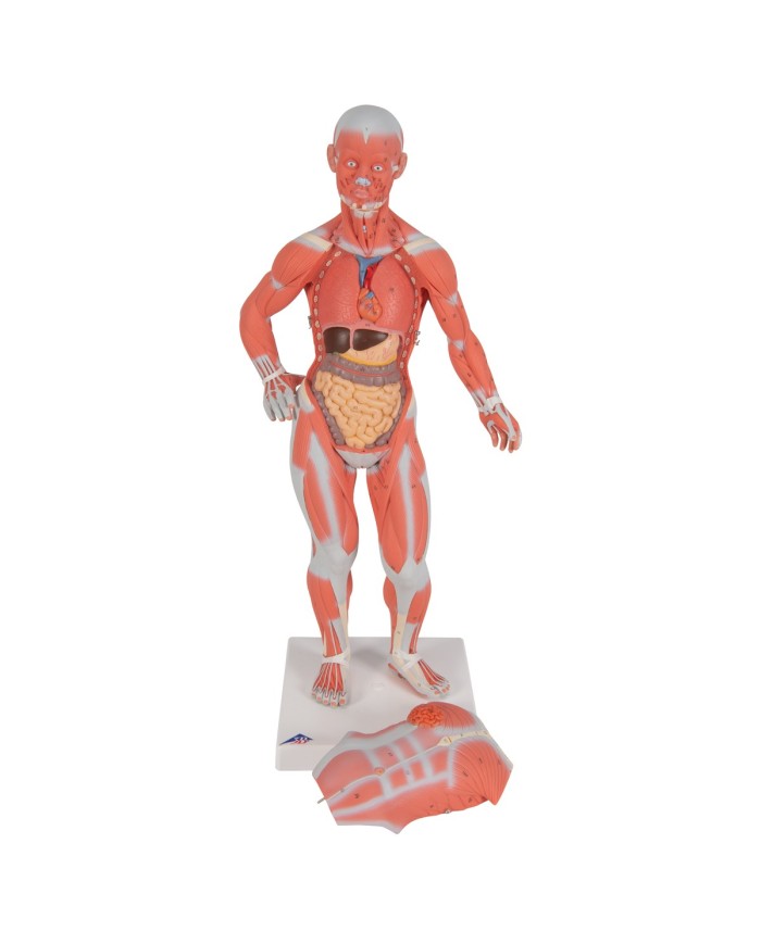 Modello di figura umana con muscoli, 1/3 in due parti - 3B Smart Anatomy