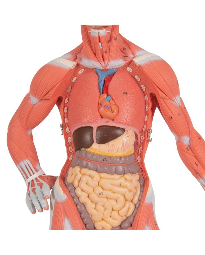 Modello di figura umana con muscoli, 1/3 in due parti - 3B Smart Anatomy