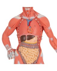 Modello di figura umana con muscoli, 1/3 in due parti - 3B Smart Anatomy