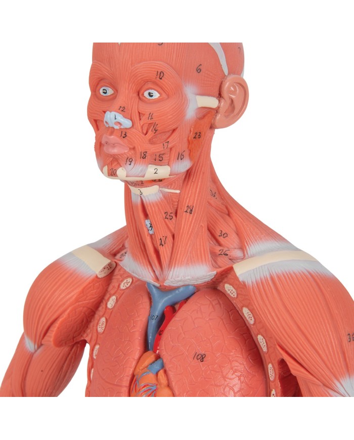 Modello di figura umana con muscoli, 1/3 in due parti - 3B Smart Anatomy
