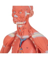 Modello di figura umana con muscoli, 1/3 in due parti - 3B Smart Anatomy