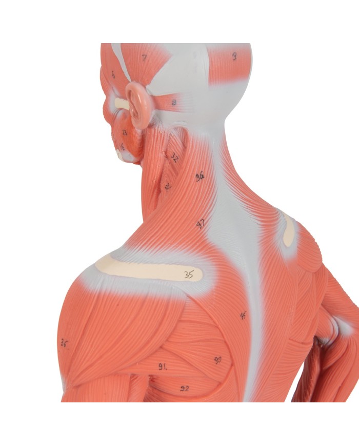 Modello di figura umana con muscoli, 1/3 in due parti - 3B Smart Anatomy