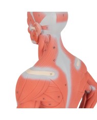 Modello di figura umana con muscoli, 1/3 in due parti - 3B Smart Anatomy