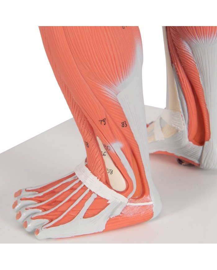 Modello di figura umana con muscoli, 1/3 in due parti - 3B Smart Anatomy