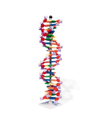Modello di DNA a doppia elica, 22 segmenti, Kit di montaggio W19762