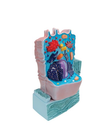 Modello di cellula animale 3B Scientific R04