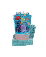 Modello di cellula animale 3B Scientific R04