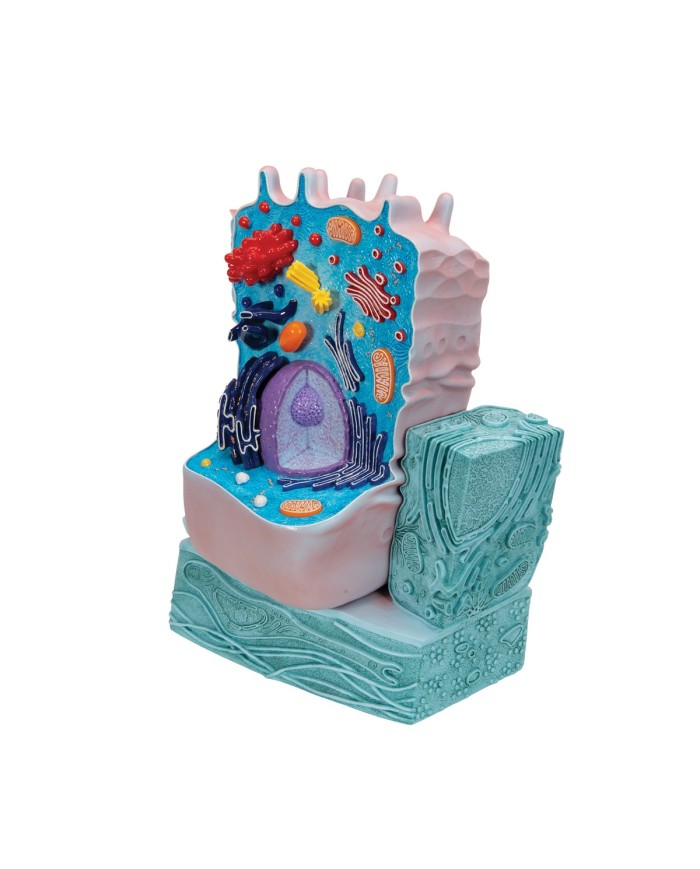 Modello di cellula animale 3B Scientific R04