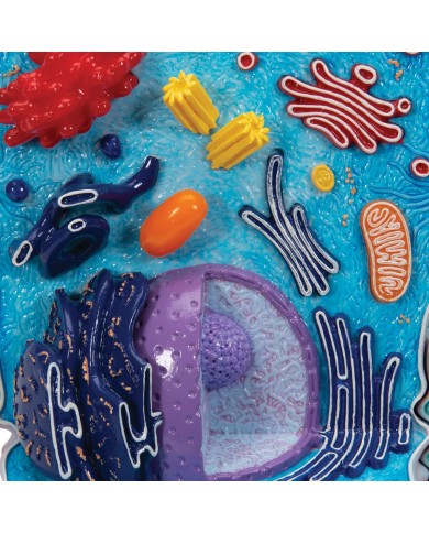 Modello di cellula animale 3B Scientific R04
