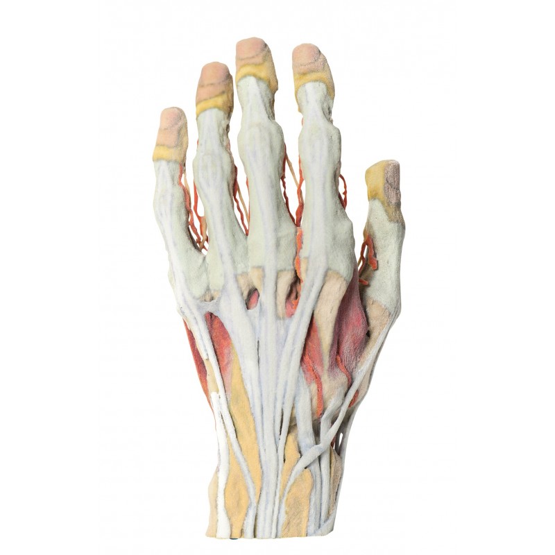 Dissezione della mano Erler Zimmer MP1530