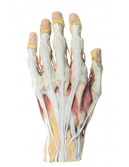 Dissezione della mano Erler Zimmer MP1530