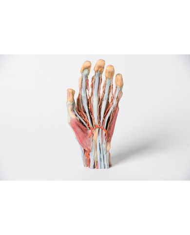Dissezione della mano Erler Zimmer MP1530 Dissezione della mano Erler Zimmer MP1530