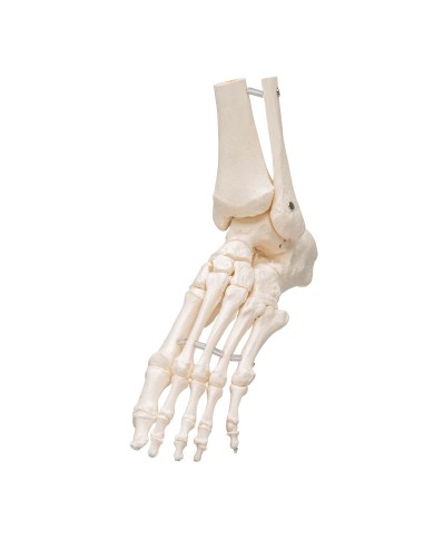 3B Scientific modello anatomico di scheletro del piede destro A31 1R 3B Scientific modello anatomico di scheletro del piede destro A31 1R