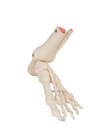3B Scientific modello anatomico di scheletro del piede destro A31 1R 3B Scientific modello anatomico di scheletro del piede destro A31 1R