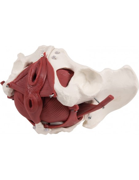 Erler Zimmer, modello anatomico di bacino femminile con pavimento pelvico, in 12 parti 4075