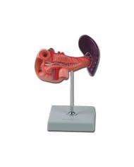 Pancreas, Milza e duodeno, su piedistallo cod. GM40086