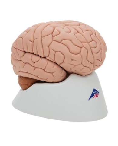 Cervello modello didattico di lusso scomponibile in 8 parti C17