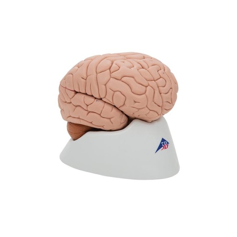 3B Scientific, cervello modello...