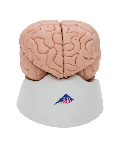 Cervello modello didattico di lusso scomponibile in 8 parti C17