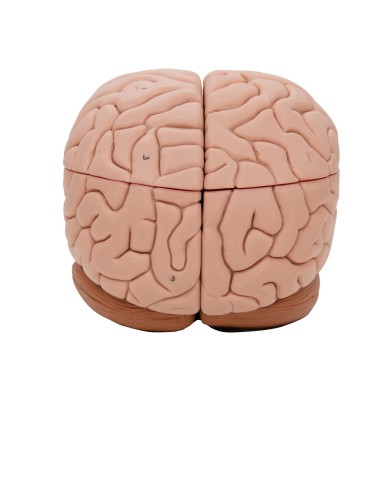 Cervello modello didattico di lusso scomponibile in 8 parti C17