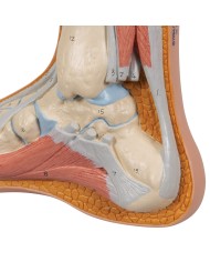 3B scientific, modello anatomico di piede normale  M30