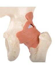 Modello funzionale di lusso dell Modello funzionale di lusso dell