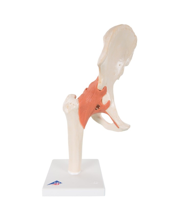 Modello funzionale di lusso dell'articolazione dell'anca 3B Scientific  A81/1 Modello funzionale di lusso dell'articolazione dell'anca 3B Scientific  A81/1