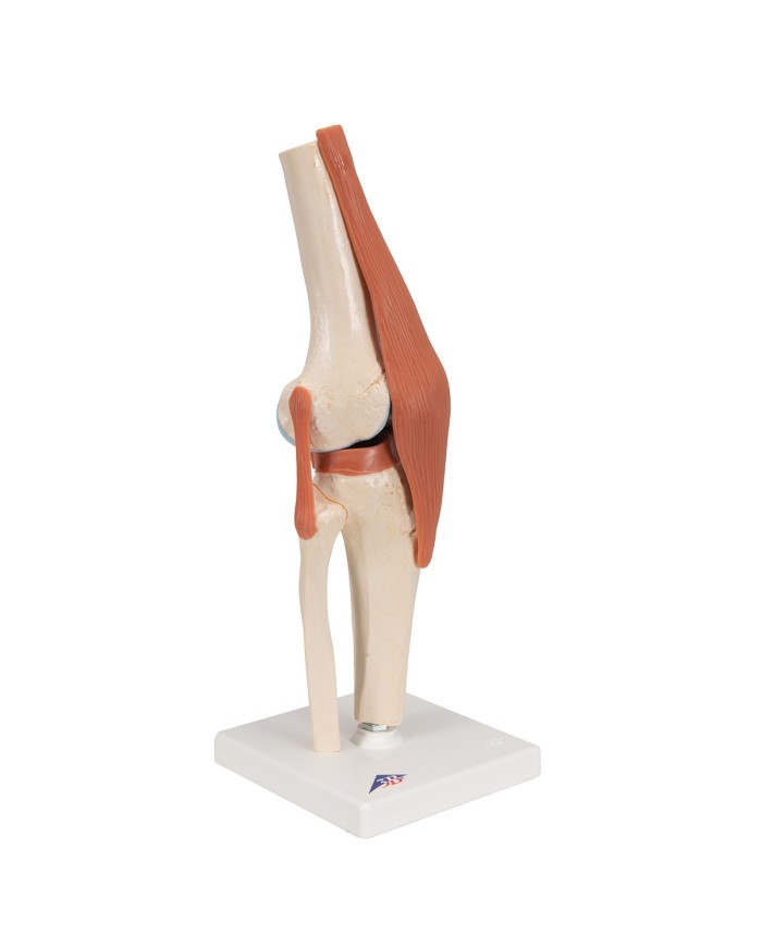 Modello funzionale di lusso dell articolazione del ginocchio A82 1