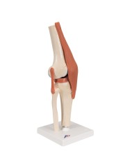 Modello funzionale di lusso dell articolazione del ginocchio A82 1