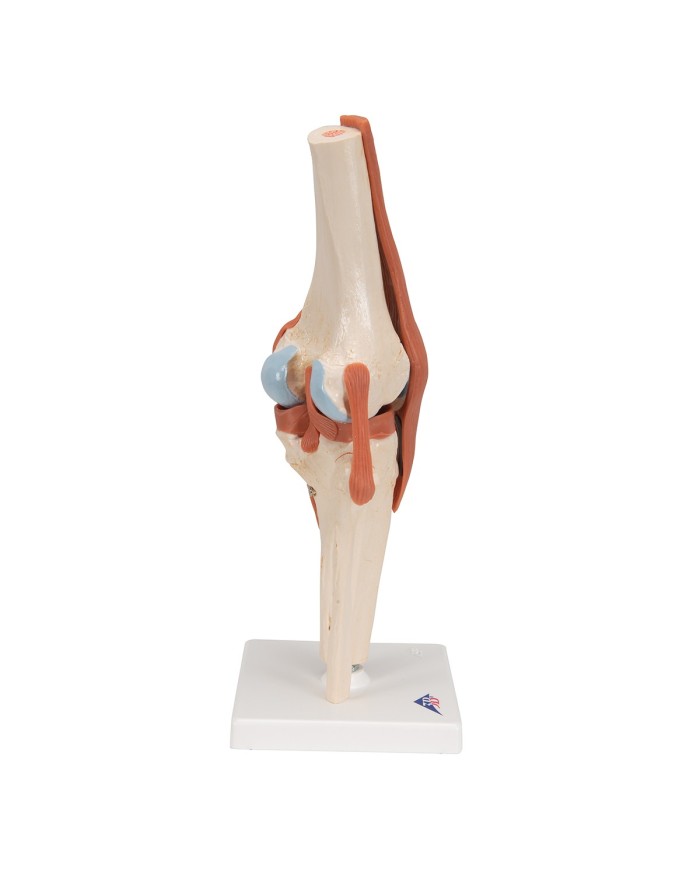 Modello funzionale di lusso dell articolazione del ginocchio A82 1