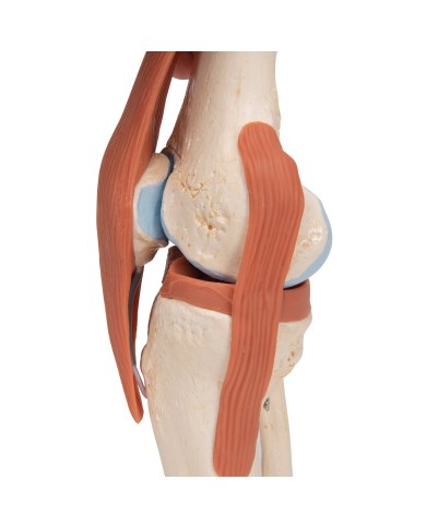 Modello funzionale di lusso dell articolazione del ginocchio A82 1