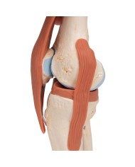 Modello funzionale di lusso dell articolazione del ginocchio A82 1