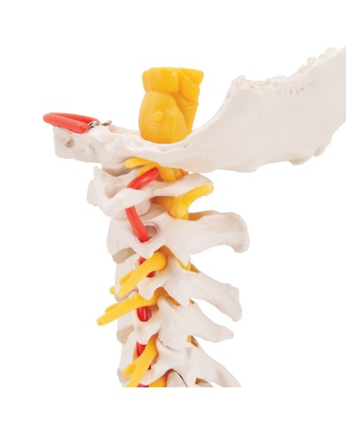 3B Scientific, modello anatomico di colonna vertebrale cervicale A72 3B Scientific, modello anatomico di colonna vertebrale cervicale A72