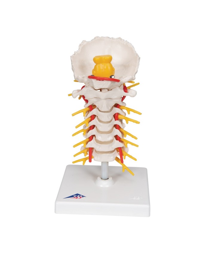 3B Scientific, modello anatomico di colonna vertebrale cervicale A72