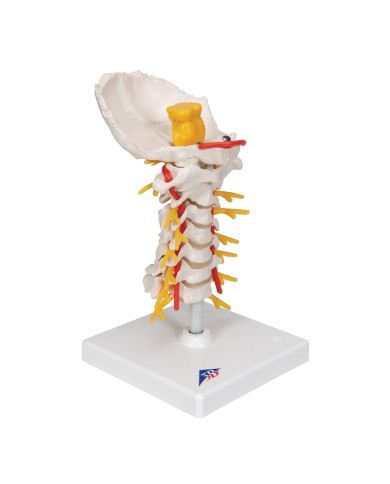 3B Scientific, modello anatomico di colonna vertebrale cervicale A72