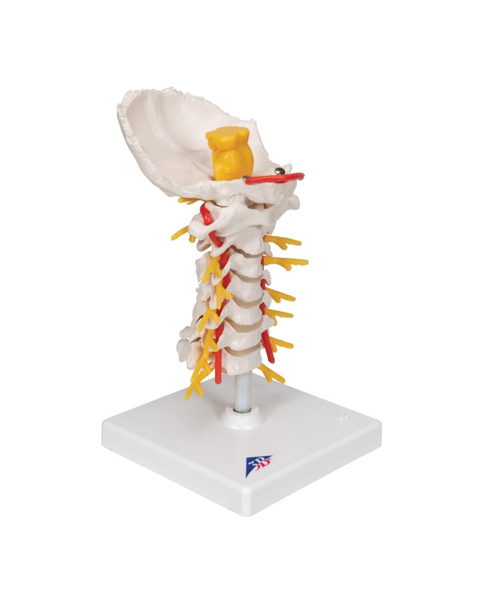 3B Scientific, modello anatomico di colonna vertebrale cervicale A72
