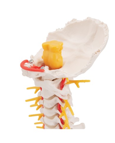 3B Scientific, modello anatomico di colonna vertebrale cervicale A72