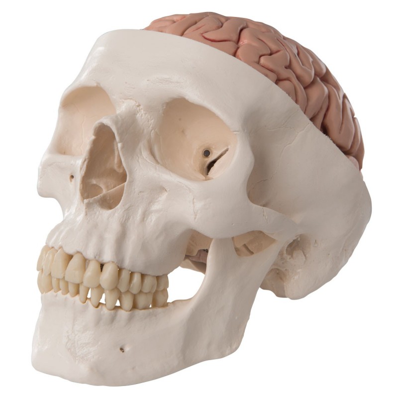 Cranio didattico scomponibile in 8 parti con cervello, modello anatomico 3B Scientific A20/9