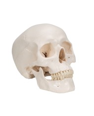 Modello anatomico di Cranio didattico in 8 parti con cervello