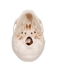 Modello anatomico di Cranio didattico in 8 parti con cervello