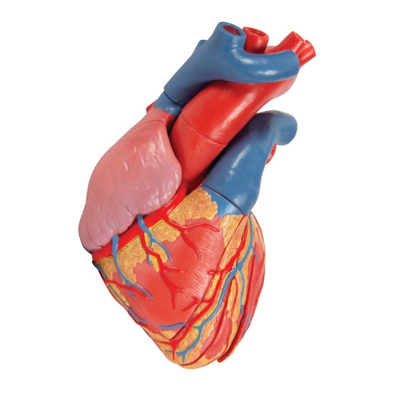 3B Scientific, modello anatomico di cuore, scomponibile in 5 parti, G01