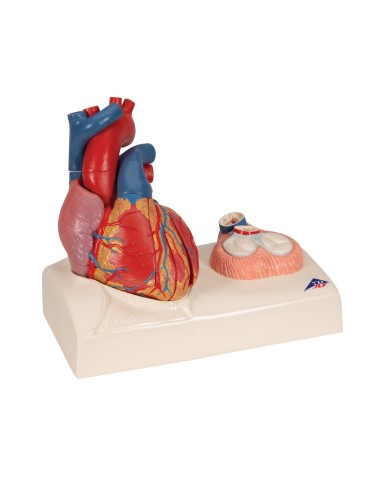 3B Scientific, modello anatomico di cuore, scomponibile in 5 parti, G01 3B Scientific, modello anatomico di cuore, scomponibile in 5 parti, G01