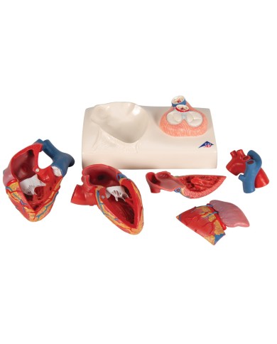 3B Scientific, modello anatomico di cuore, scomponibile in 5 parti, G01 3B Scientific, modello anatomico di cuore, scomponibile in 5 parti, G01