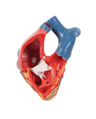3B Scientific, modello anatomico di cuore, scomponibile in 5 parti, G01 3B Scientific, modello anatomico di cuore, scomponibile in 5 parti, G01