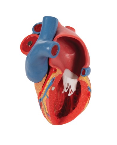 3B Scientific, modello anatomico di cuore, scomponibile in 5 parti, G01 3B Scientific, modello anatomico di cuore, scomponibile in 5 parti, G01