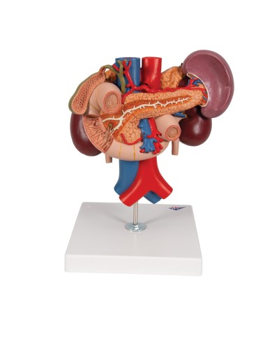 Modello anatomico di reni con organi della parte superiore del ventre, in 3 parti K22/3 Modello anatomico di reni con organi della parte superiore del ventre, in 3 parti K22/3