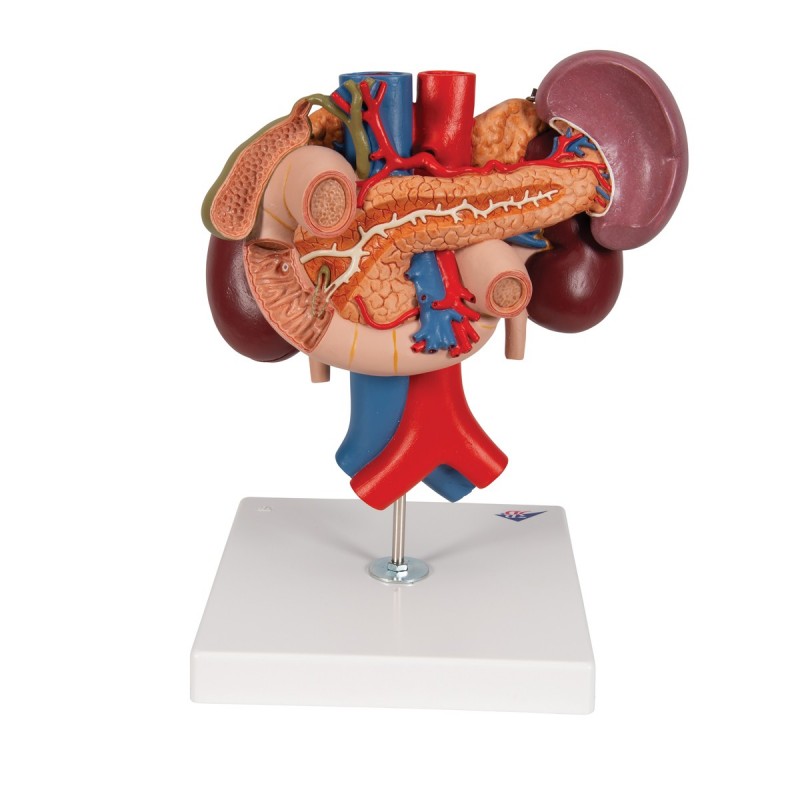 Modello anatomico di reni con organi della parte superiore del ventre, in 3 parti K22/3