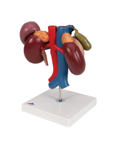 Modello anatomico di reni con organi della parte superiore del ventre, in 3 parti K22/3