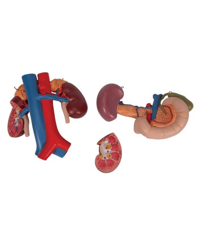 Modello anatomico di reni con organi della parte superiore del ventre, in 3 parti K22/3